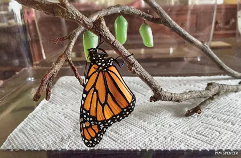 Meet the Monarch Butterflies