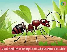 All about Ants