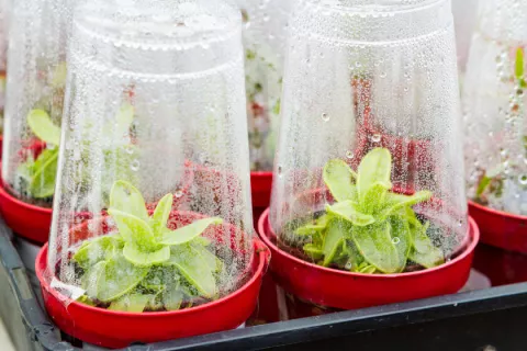 Grow Sprout Grow 