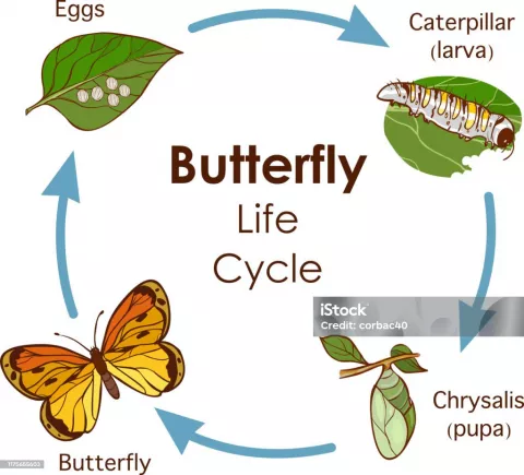 Caterpillars to Butterflies 