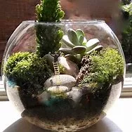 Mini Terrariums 